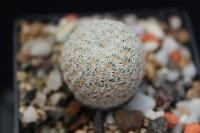 Echinomastus mariposensis MZ 1306.jpg